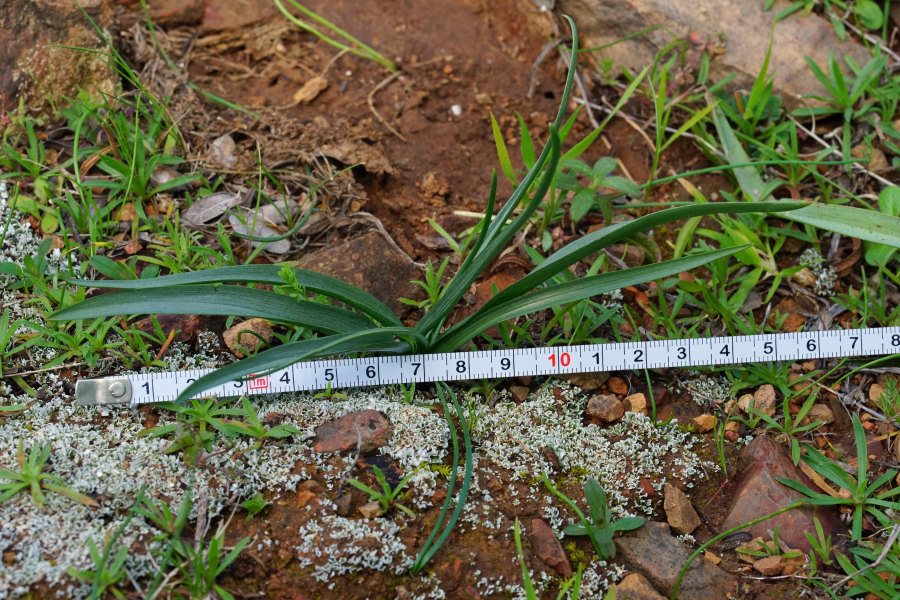 Colchicum cfr. nanum